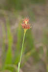 Fringed beaksedge